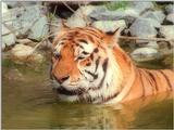 Sweet cats continued - Hagenbeck Zoo again - Daddy Tiger taking a swim, head shot