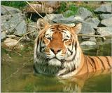 Another rescan/repost - Daddy Tiger taking a bath...