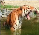 ...and another ... Daddy Tiger, disputing the quality of his lunch :-)