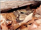 Peek-a-boo 2 : Timber Rattlesnake (Crotalushorridus horridus)