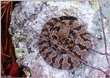 ...Pics from the Largest Timber Rattlesnake Den in Virginia  [1/5] - Timber Rattlesnake  (Crotalus 