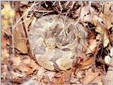 ...Virginia  [2/5] - Timber Rattlesnake  (Crotalus horridus horridus)202.jpg (1/1)
