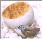 Baby Tokay Gecko Hatching from egg