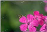 Tongro Photo-g21-Korean Insect-hoverfly