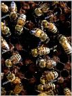Tongro Photo-h25-Korean Insect: Honeybees - Home