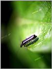 Tongro Photo-ha2-Korean Insect: Long-horned Beetle
