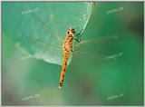 Tongro Photo-i26-Korean Insect-Dragonfly Brown
