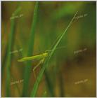 Tongro Photo-i33-Korean Insect-Green Katydid-Long-horned Grasshopper