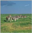 Tongro Photo-i36-zebras