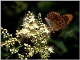Tongro Photo-k13-Korean Insect-butterfly