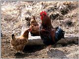 TongroPhoto-k23-Korean Chickens-Rooser and two Hens