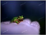 Far Eastern treefrog