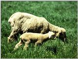 Tongro Photo-k34-Sheep-Mom and Lamb