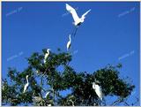 Tongro Photo-k35-White Egrets