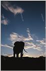 TongroPhoto-t27-Elephant-Shadowed.jpg