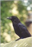 Tower of London Raven