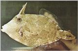 Tropical fish series - Fish03.jpg - Honeycomb filefish (Cantherines pardalis)