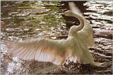 More Neumuenster Animal Park - strange but nice colors - Trumpeter Swan