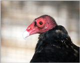 Re: buzzard -- Turkey Vulture
