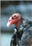 Re: Animals at the Desert Museum -- Turkey Vulture