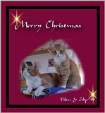 Merry Christmas from my cats :-)