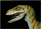 Velociraptor (J01) face