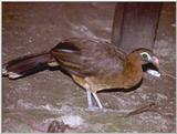 Venezuela - Bird --> Nocturnal Curassow (Nothocrax urumutum) ???