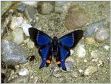 Venezuela - swallowtail butterfly