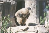 Animal pictures from my California trip - Little Big Bird in San Diego Zoo - Baby King vulture??...