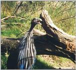 Vulturine Guineafowl