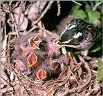 Birds of Korea - Yellow-throated Bunting (노랑턱멧새)
