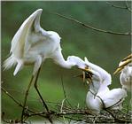 Birds of Korea - Intermediate Egret (?)
