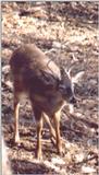 Whitetail deer series    WTbuck4