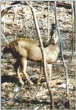 Whitetail deer series   WTbuckrubbing.jpg