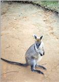 Wallaby? - identify please --> Black-footed Rock Wallaby