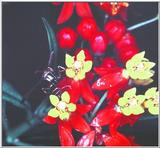 Wasp in Pentas[1/1] - Wasp Pentas.jpg (1/1)