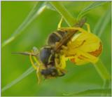 Funny yellow spider takes wasp!