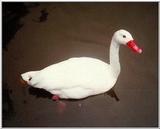 Coscoroba Swan
