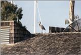 California souvenirs - Waterfowl on a roof in Point Loma - Please identify