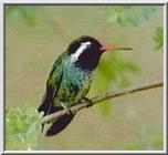 Re: Requested : Hummingbird and butterfly - White-eared Hummingbird.jpg