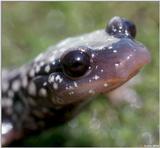White-spotted Slimy Salamander (Close up)