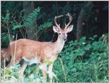 White-tailed deer 6