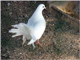 White Fantail Pigeons 1