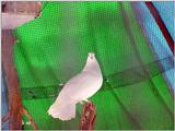 White Fantail Pigeons 9