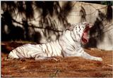 The tired White tiger 1