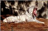 The tired White tiger 3