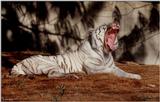 The tired White tiger 4