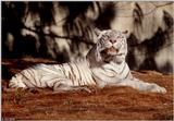 The tired White tiger 5