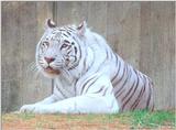 Another White Tiger Image