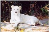 white lioness